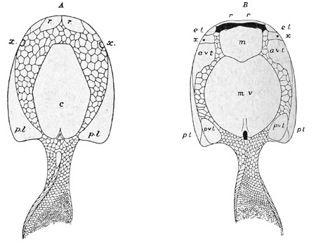 Fig. 35.