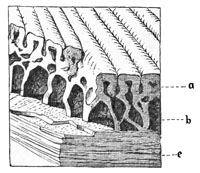 Fig. 39.