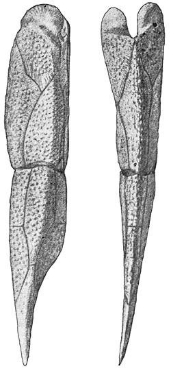 Fig. 49.