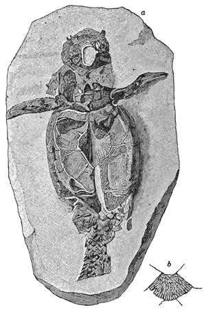 Fig. 50.