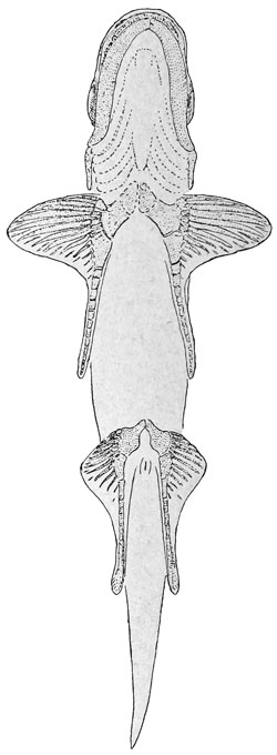 Fig. 60.