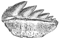 Fig. 69.