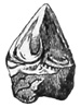 Fig. 72.