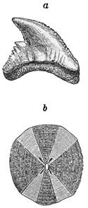 Fig. 75.