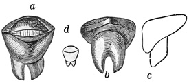 Fig. 116.