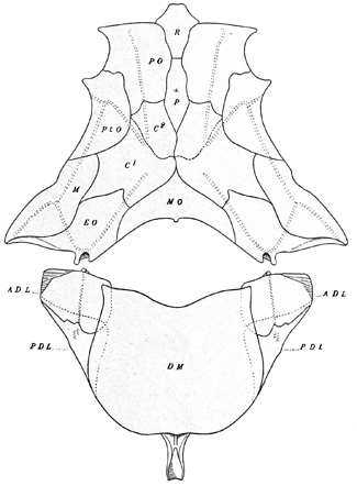 Fig. 147.