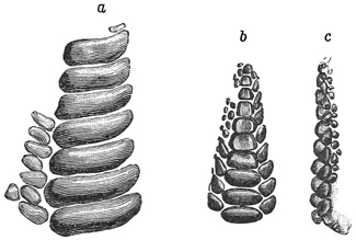 Fig. 186.