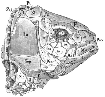 Fig. 196.