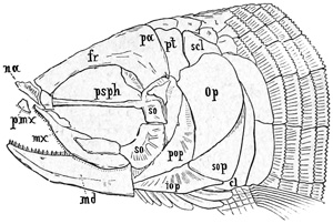 Fig. 201.