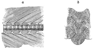 Fig. 217.