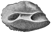 Fig. 259.