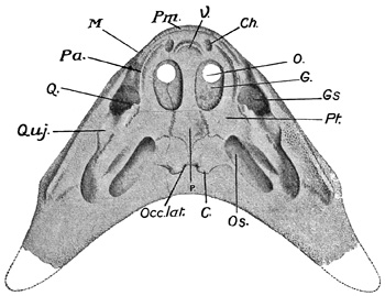 Fig. 293.