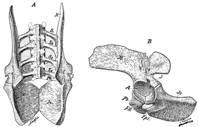 Fig. 333.