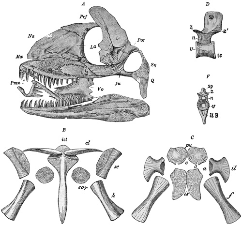 Fig. 338.