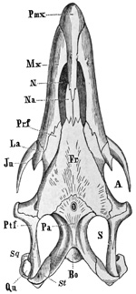 Fig. 356.