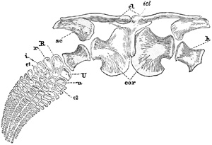 Fig. 368.