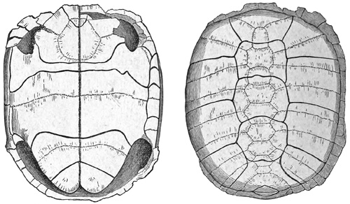 Fig. 398.