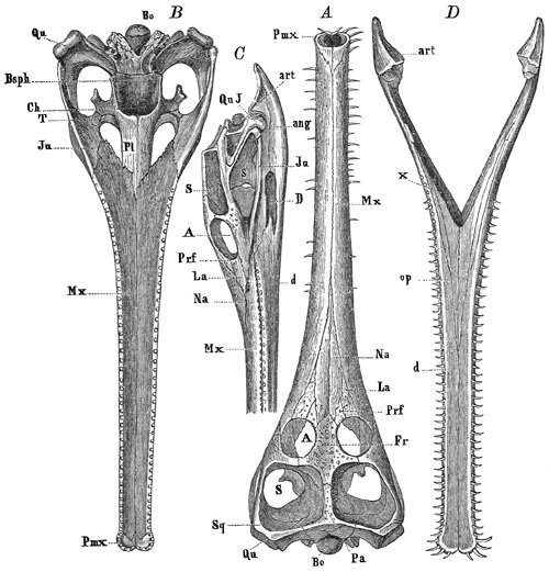 Fig. 414.