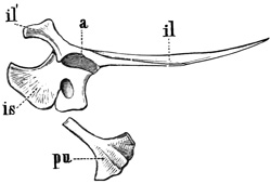 Fig. 451.