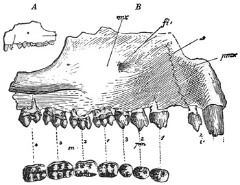 Fig. 501.