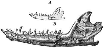 Fig. 518.