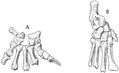 Fig. 521.