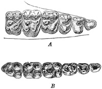 Fig. 532.