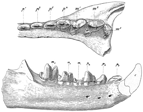 Fig. 545.