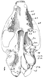 Fig. 559.