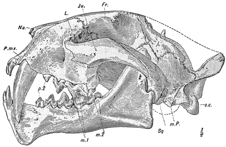 Fig. 567.