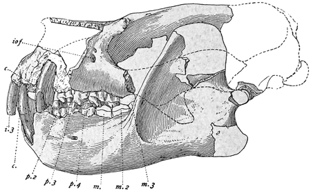 Fig. 576.