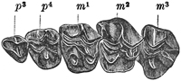 Fig. 605.