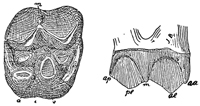 Fig. 607.