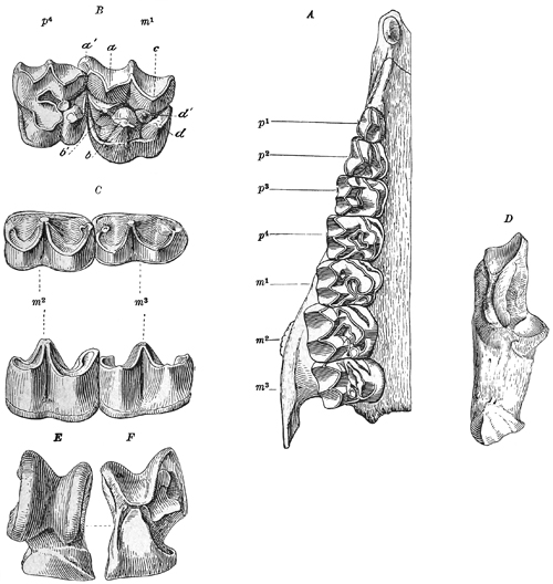 Fig. 612.