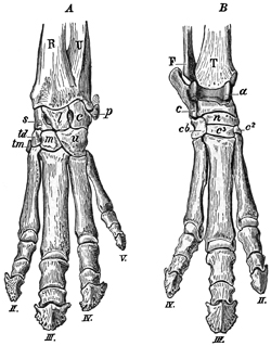 Fig. 616.