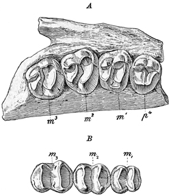 Fig. 618.