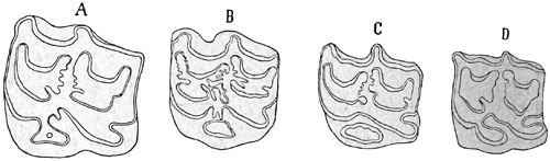 Fig. 645.