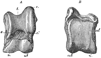 Fig. 654.