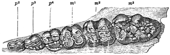 Fig. 659.