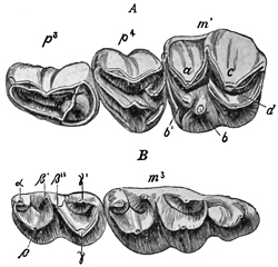 Fig. 665.