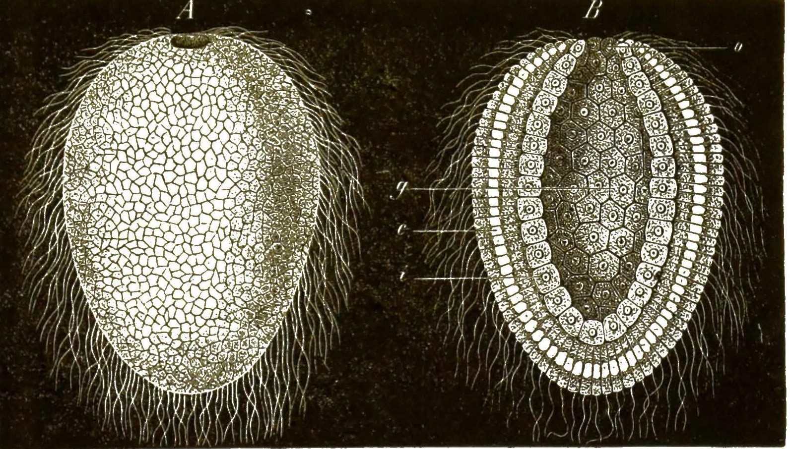 Gastrula