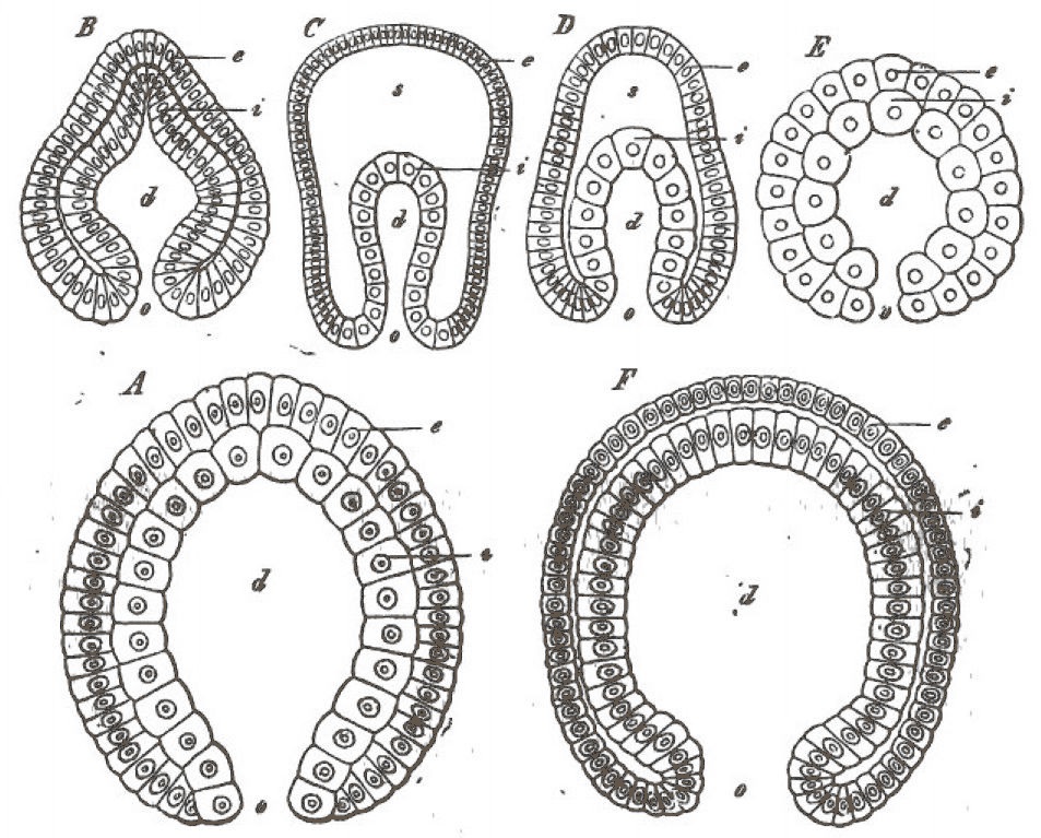 Gastrula