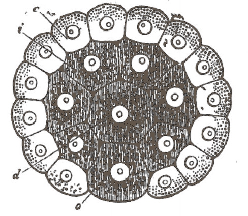 Gastrula