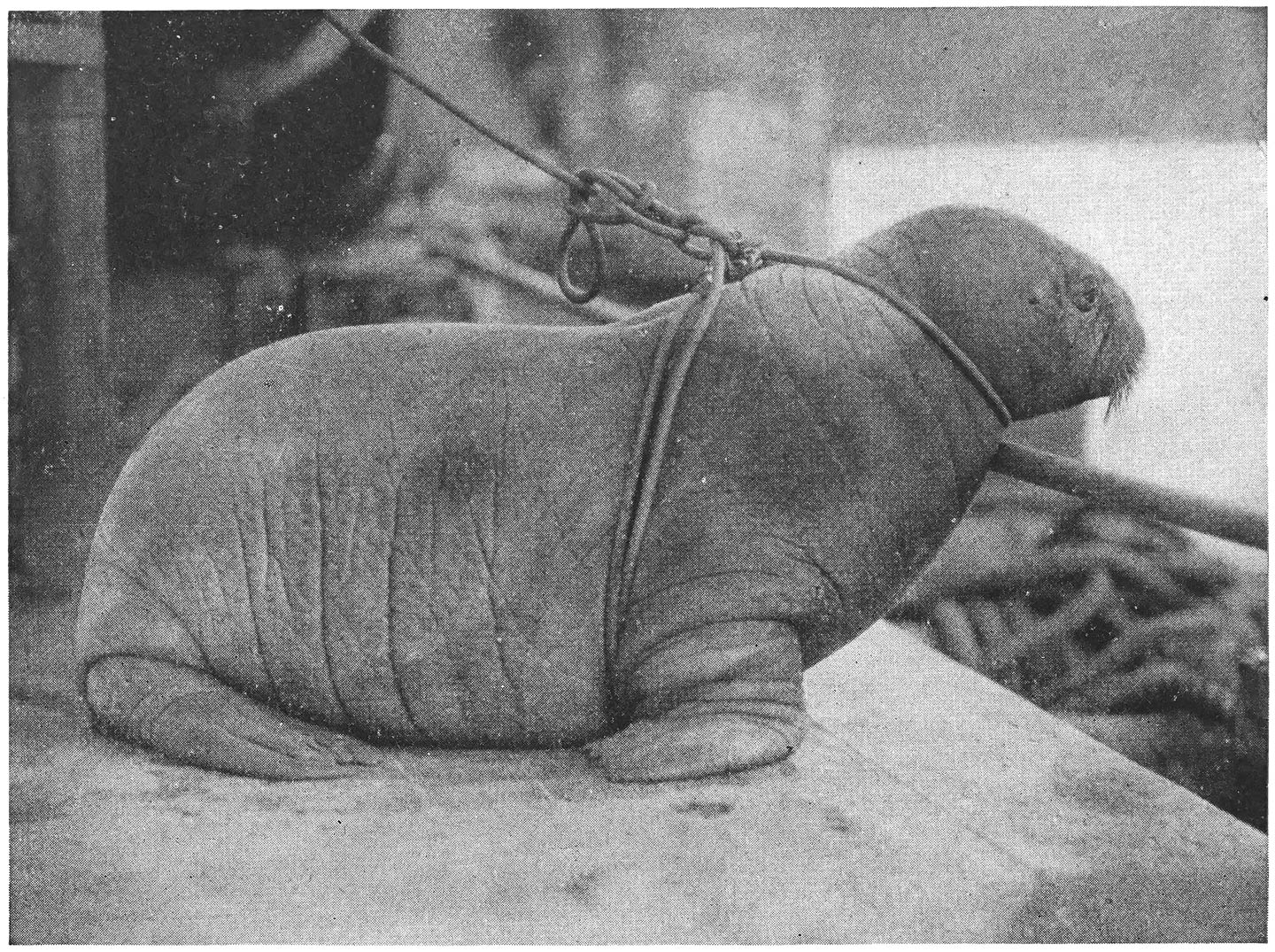 “Halitosis,” the Baby Walrus Roped by Carl.