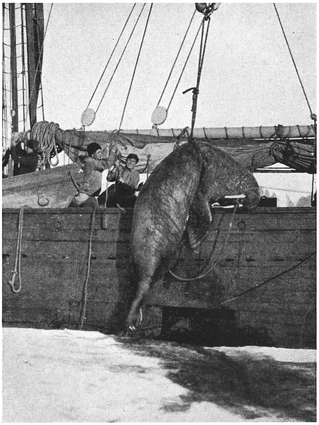 Hoisting a Walrus on Board.