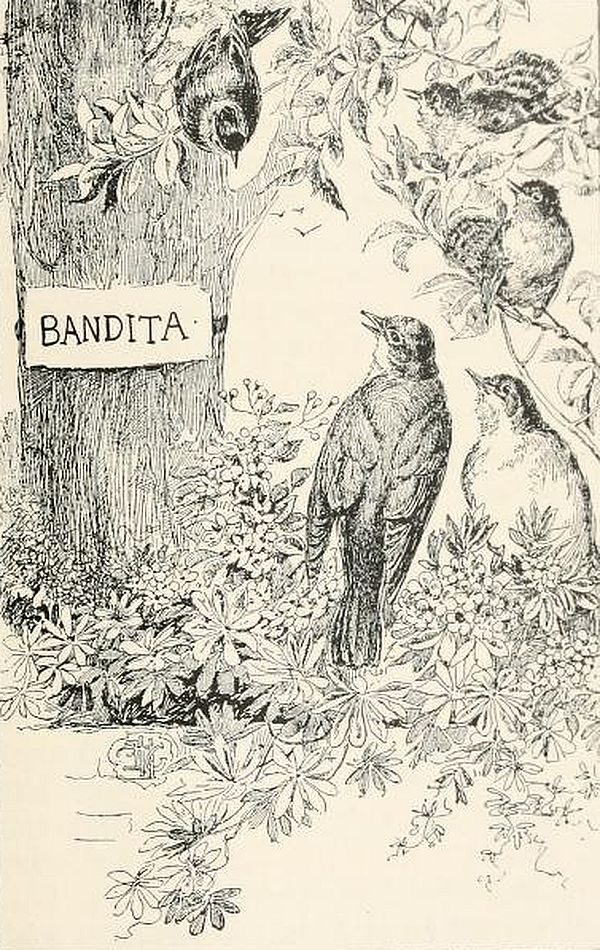 A group of birds are gathered around a tree with dense foliage. A sign on the tree reads BANDITA. The illustration shows different bird species perched on branches, in flight, or observing their surroundings.