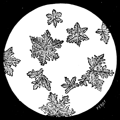 FIG. 6.--IODOFORM CRYSTALS OBTAINED WITH VEGETABLE MOULD.