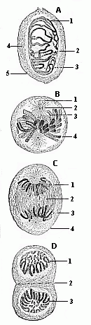 Fig. 11 Indirect or mitotic cell-division.