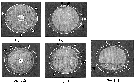 Fig.110. Ovum of a rabbit from the uterus, one-sixth of an inch in diameter. Fig. 111. The same ovum, seen in profile. Fig. 112. Ovum of a rabbit from the uterus, one-fourth of an inch in diameter. Fig. 113. The same ovum, seen in profile. Fig. 114. Ovum of a rabbit from the uterus, one-third of an inch in diameter.