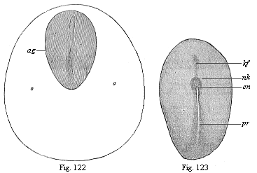 Fig.122. Dorsal shield (ag) and germinative area of a rabbit-embryo of eight days. Fig. 123. Embryonic shield of a rabbit of eight days.